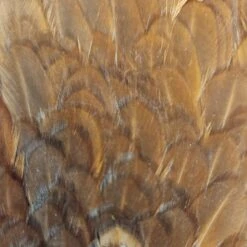 Hareline India Hen Back 8 Hareline India Hen Back -JS Fly Fishing 20221021 121116