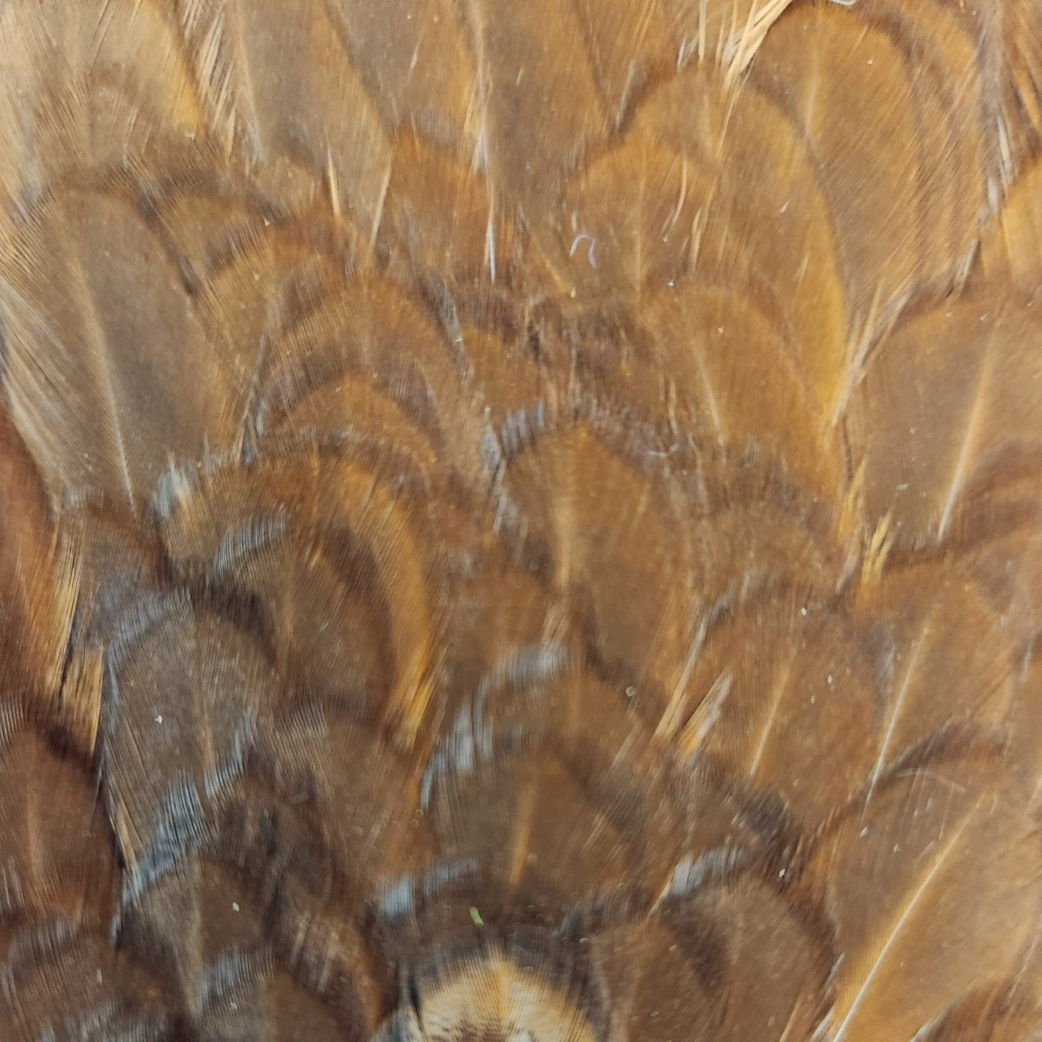 Hareline India Hen Back 5 Hareline India Hen Back - Image 3