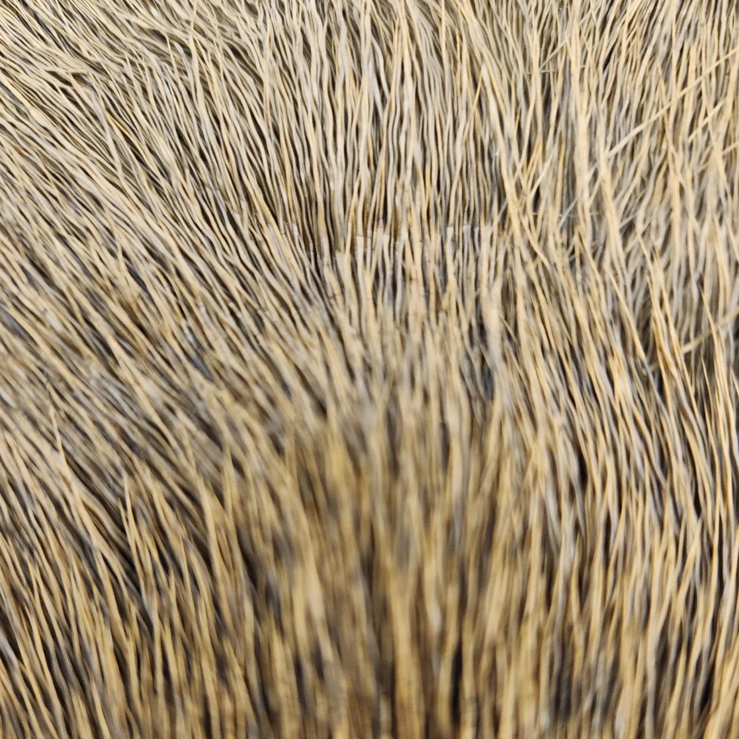 Hareline Premo Deer Hair Strips 17 Hareline Premo Deer Hair Strips - Image 15