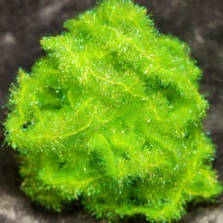 Hareline Krystal Flash Chenille 33 Hareline Krystal Flash Chenille -JS Fly Fishing 20221022 203555