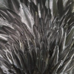 Select Hen Saddle -JS Fly Fishing 20221025 080807