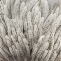 Select Hen Saddle -JS Fly Fishing 20221025 084043