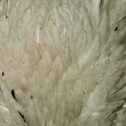 Select Hen Saddle -JS Fly Fishing 20221025 084117