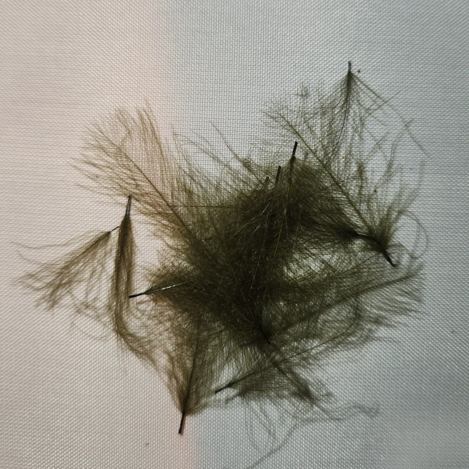 Duck Cul De Canard 4 Duck Cul De Canard - Image 2