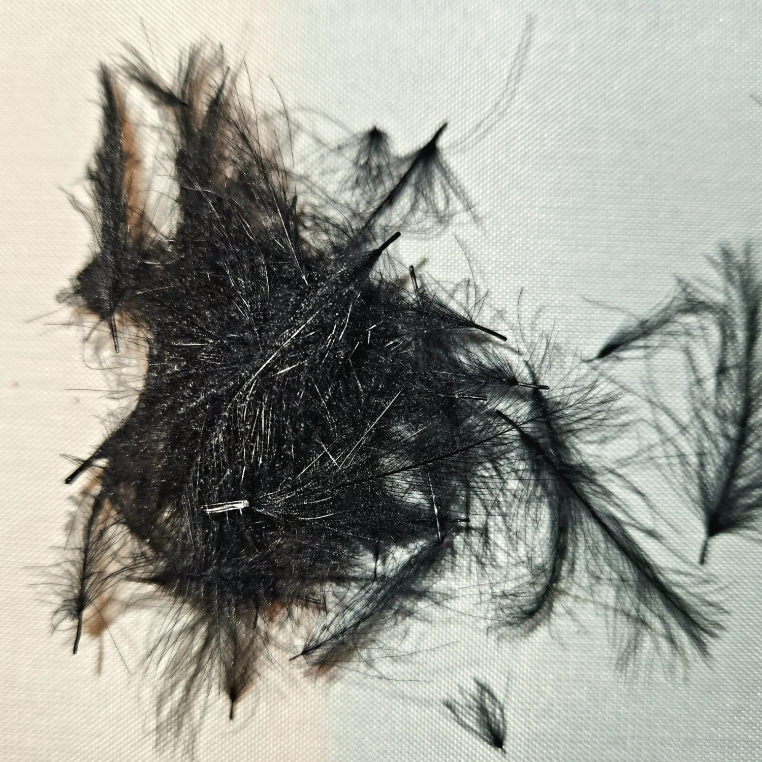 Duck Cul De Canard 5 Duck Cul De Canard - Image 3