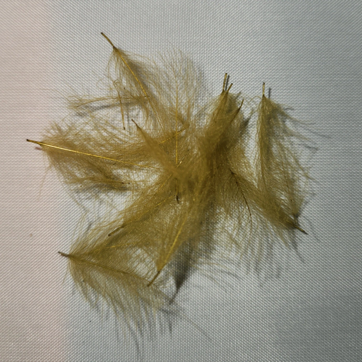 Duck Cul De Canard 6 Duck Cul De Canard - Image 4