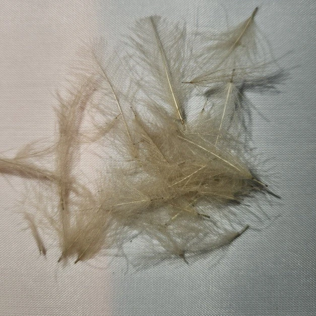 Duck Cul De Canard 7 Duck Cul De Canard - Image 5