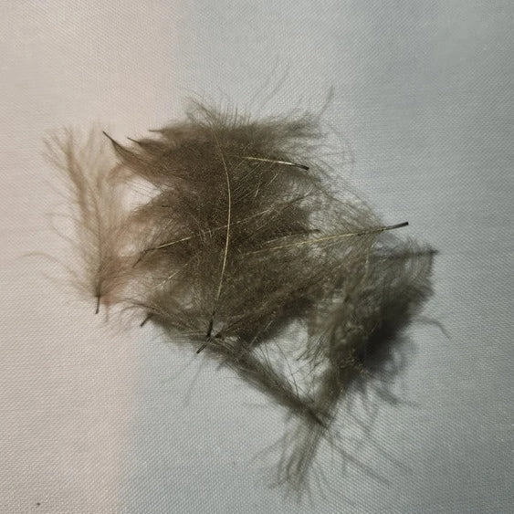 Duck Cul De Canard 10 Duck Cul De Canard - Image 8