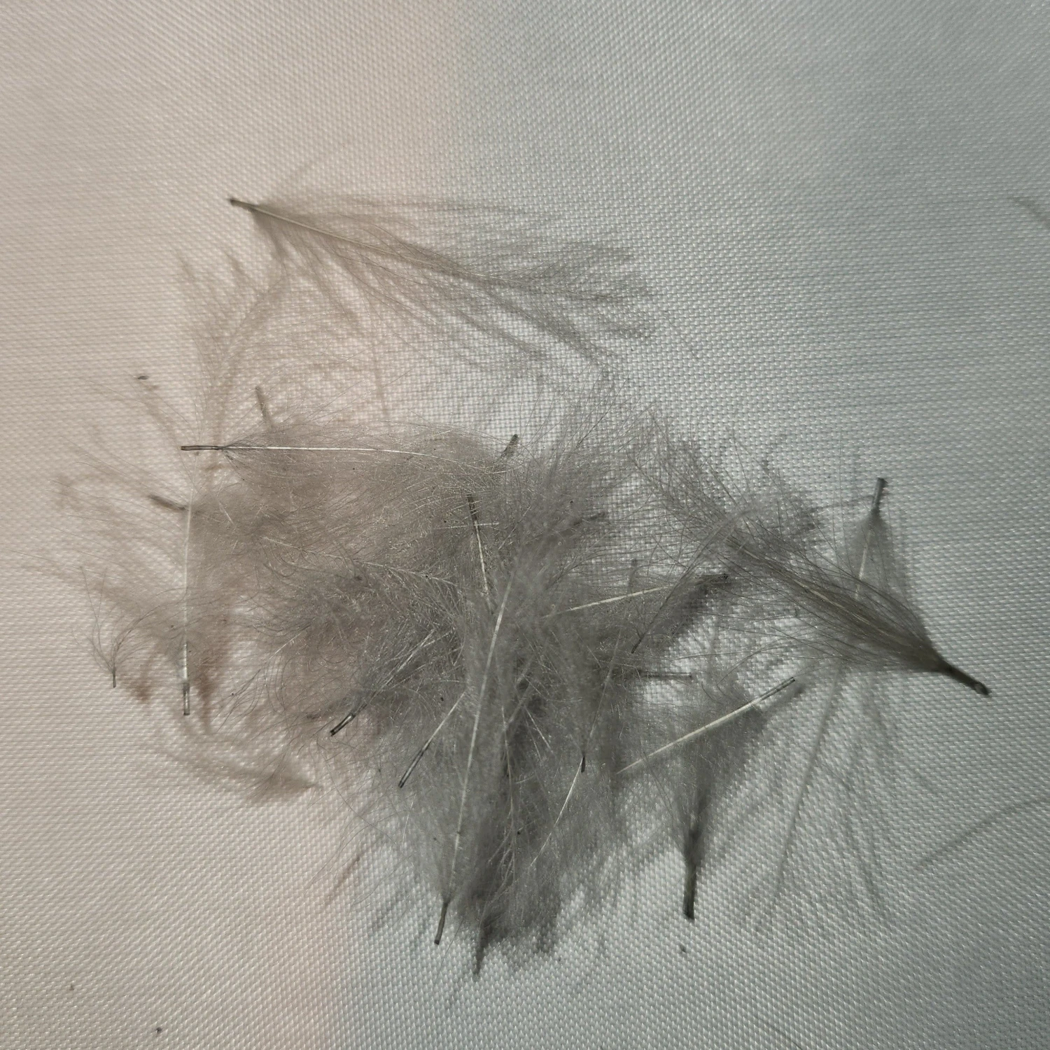 Duck Cul De Canard 11 Duck Cul De Canard - Image 9