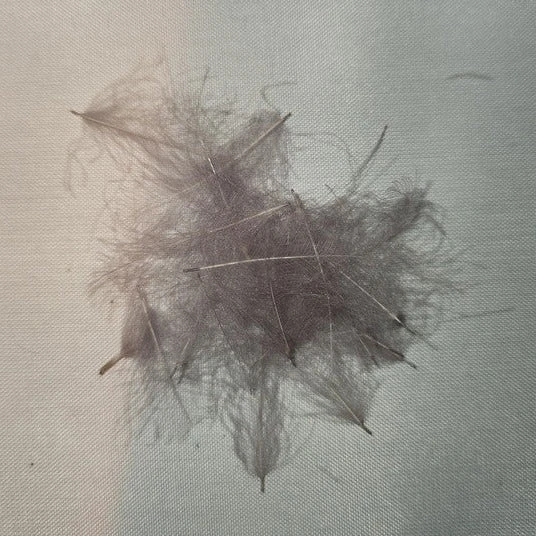 Duck Cul De Canard 12 Duck Cul De Canard - Image 10