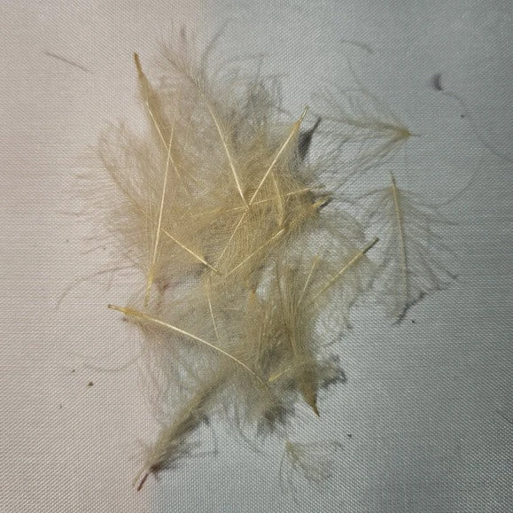 Duck Cul De Canard 17 Duck Cul De Canard - Image 15