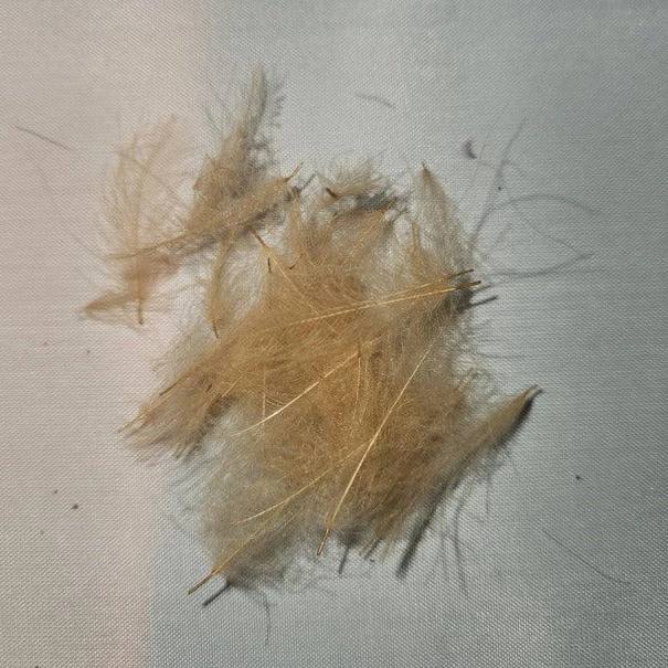 Duck Cul De Canard 18 Duck Cul De Canard - Image 16