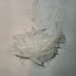 Duck Cul De Canard 40 Duck Cul De Canard -JS Fly Fishing 20221026 092251