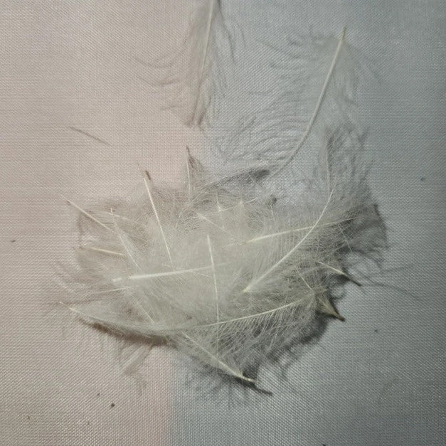 Duck Cul De Canard 21 Duck Cul De Canard - Image 19