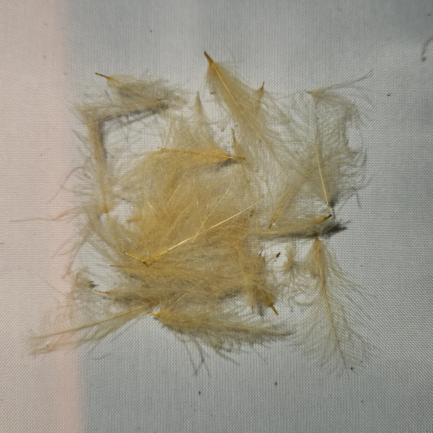 Duck Cul De Canard 19 Duck Cul De Canard - Image 17