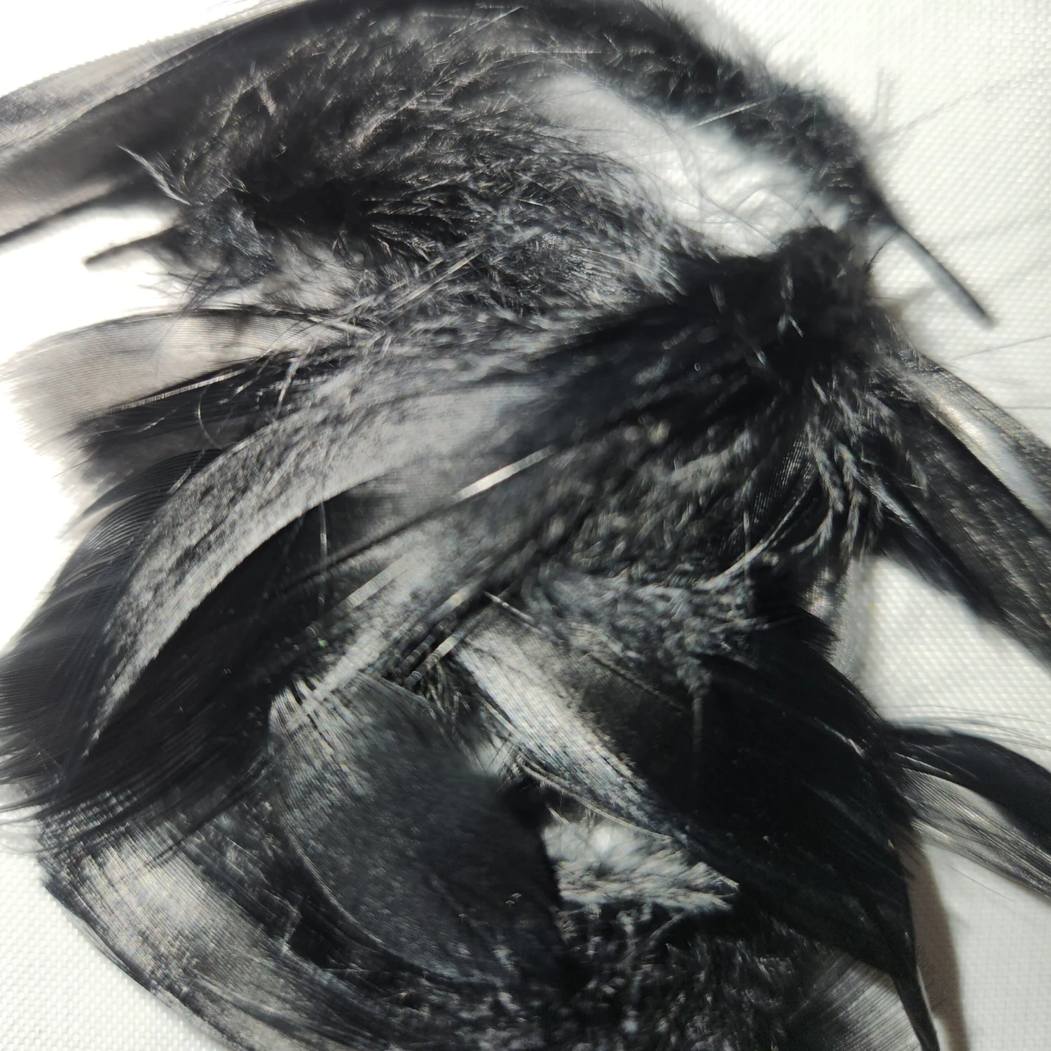 Mallard Flank 3 Mallard Flank