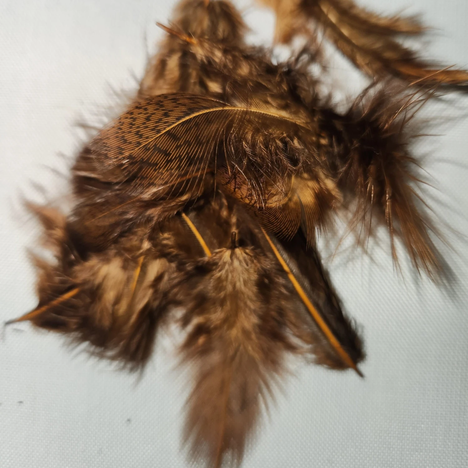 Premium Partridge 6 Premium Partridge - Image 4