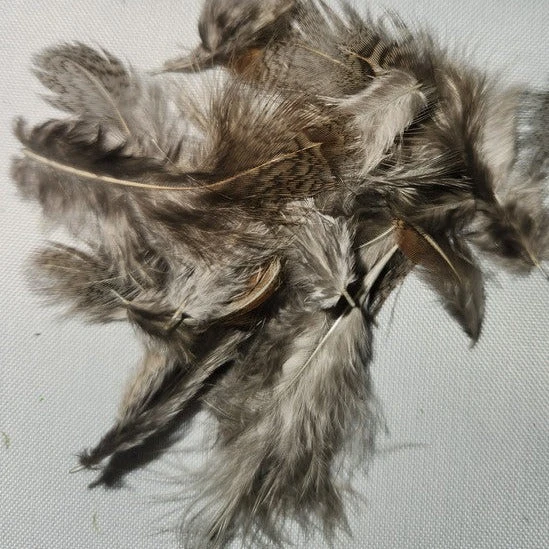 Premium Partridge 9 Premium Partridge - Image 7