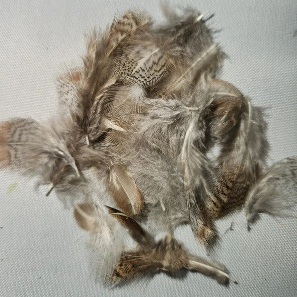 Premium Partridge 10 Premium Partridge - Image 8