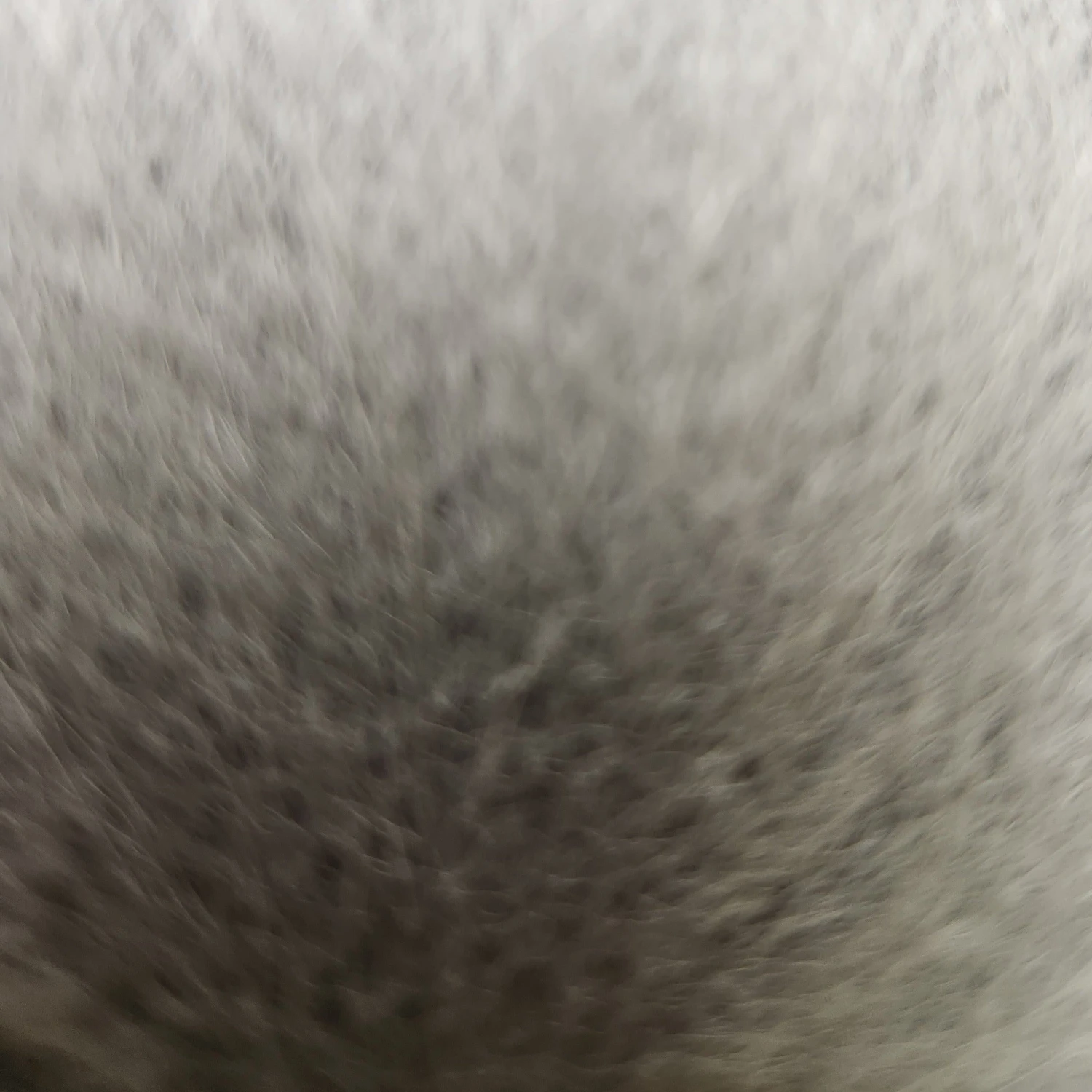 Finn Raccoon 8 Finn Raccoon - Image 6