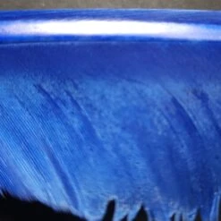 Wapsi Goose Quill Pair 17 Wapsi Goose Quill Pair -JS Fly Fishing 20221028 135603