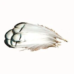 Hareline Lady Amherst Tippet