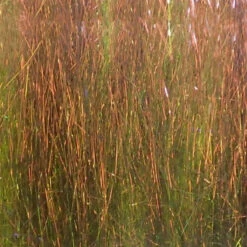 Hareline Ice Dub Minnow Back Shimmer Fringe 18 Hareline Ice Dub Minnow Back Shimmer Fringe -JS Fly Fishing F14473 PearlYellowBronze 01