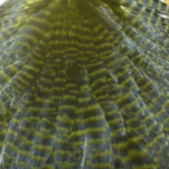 Hareline Hen Saddle -JS Fly Fishing HARELINE HEN SADDLE OLIVE 04