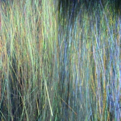 Hareline Ice Dub Minnow Back Shimmer Fringe 16 Hareline Ice Dub Minnow Back Shimmer Fringe -JS Fly Fishing IDM 4 1024x1024 fa455429 8933 4dfe 9778 d56f2738394f