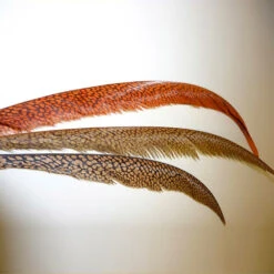 Golden Pheasant Center Tail Piece