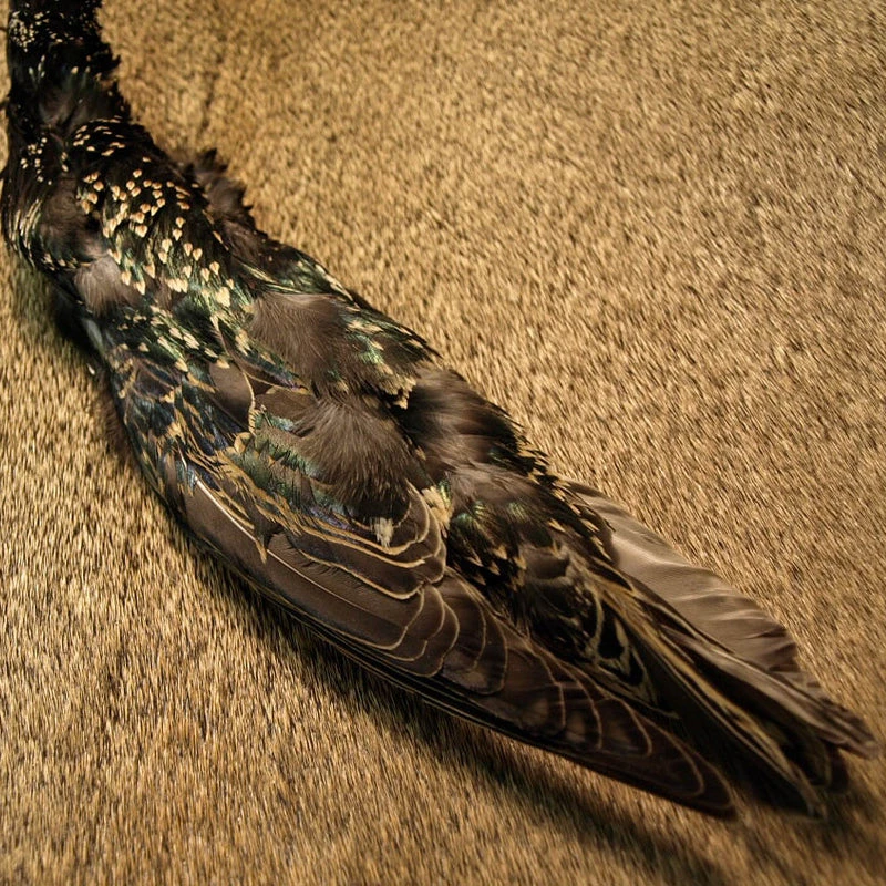 Select Starling Skins 3 Select Starling Skins