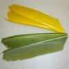 Turkey Biot Quill Pieces 2 Turkey Biot Quill Pieces -JS Fly Fishing NM 791275 0000