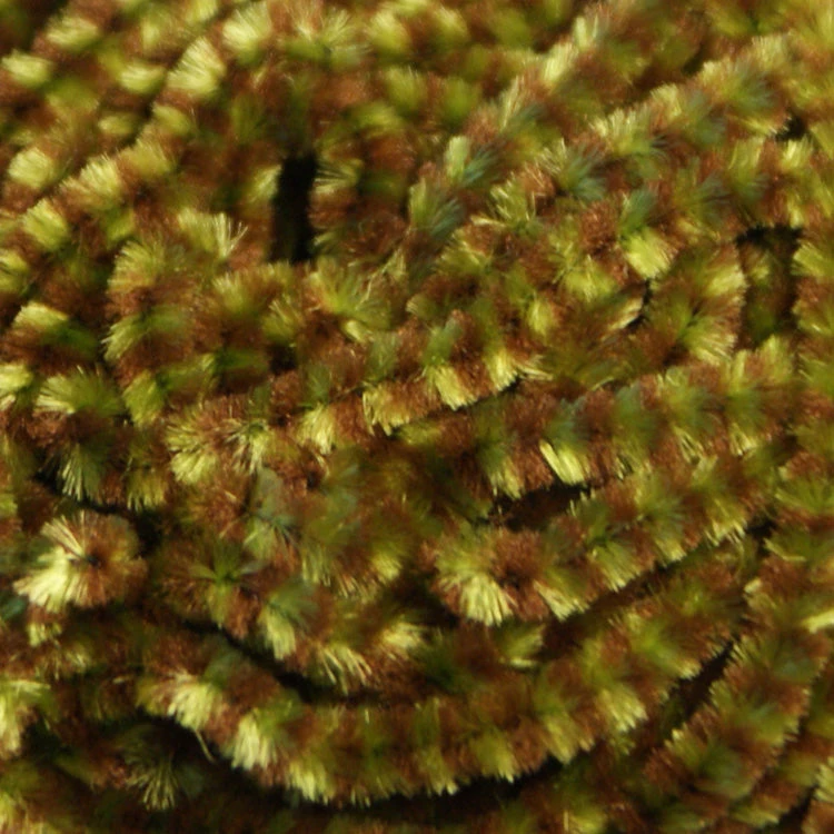 Hareline Variegated Chenille Medium 14 Hareline Variegated Chenille Medium - Image 12