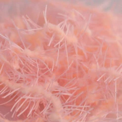 Creeper Chenille 22 Creeper Chenille -JS Fly Fishing SM 700380 BOFI