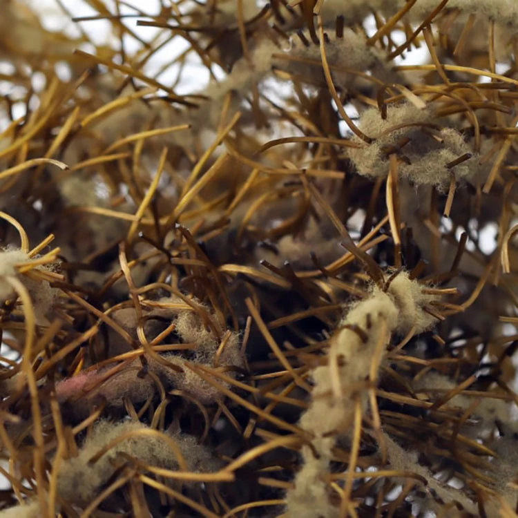 Creeper Chenille 14 Creeper Chenille - Image 12