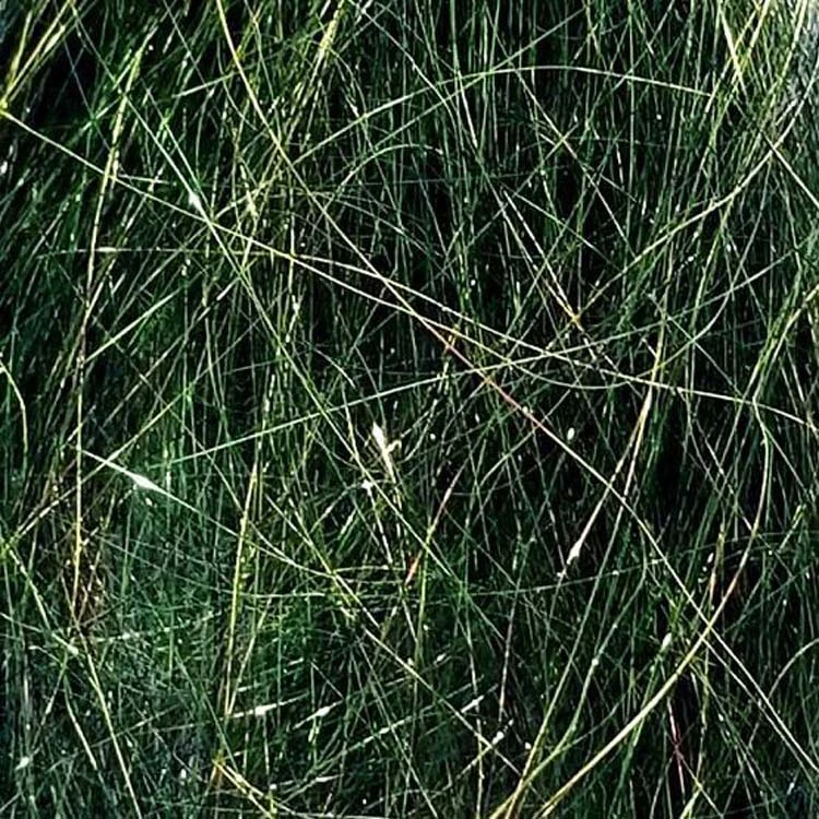 Angel Hair 15 Angel Hair - Image 13