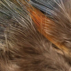 Hareline Strung Ringneck Rump Feathers 12 Hareline Strung Ringneck Rump Feathers -JS Fly Fishing SRR242