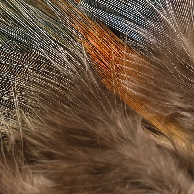 Hareline Strung Ringneck Rump Feathers 5 Hareline Strung Ringneck Rump Feathers - Image 3