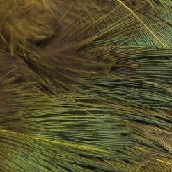 Hareline Strung Ringneck Rump Feathers 13 Hareline Strung Ringneck Rump Feathers -JS Fly Fishing SRR263