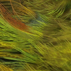 Hareline Strung Ringneck Rump Feathers 16 Hareline Strung Ringneck Rump Feathers -JS Fly Fishing SRR383