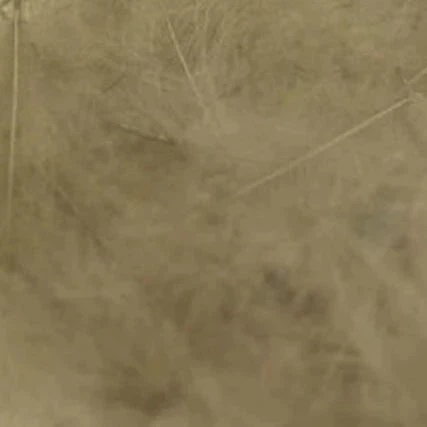 Duck Cul De Canard 13 Duck Cul De Canard - Image 11