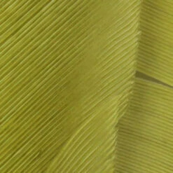 Hareline Turkey Biot Quills -JS Fly Fishing TBQ212