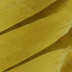 Hareline Turkey Biot Quills -JS Fly Fishing TBQ277