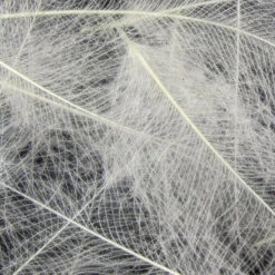 Hareline Cul De Canard Feathers 22 Hareline Cul De Canard Feathers -JS Fly Fishing cdc249