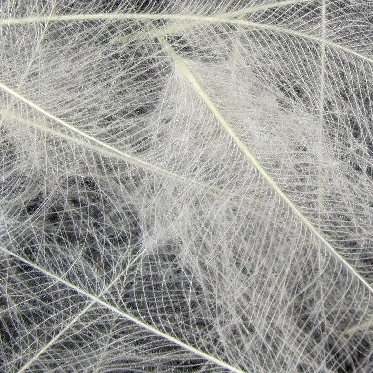 Hareline Cul De Canard Feathers 7 Hareline Cul De Canard Feathers - Image 5