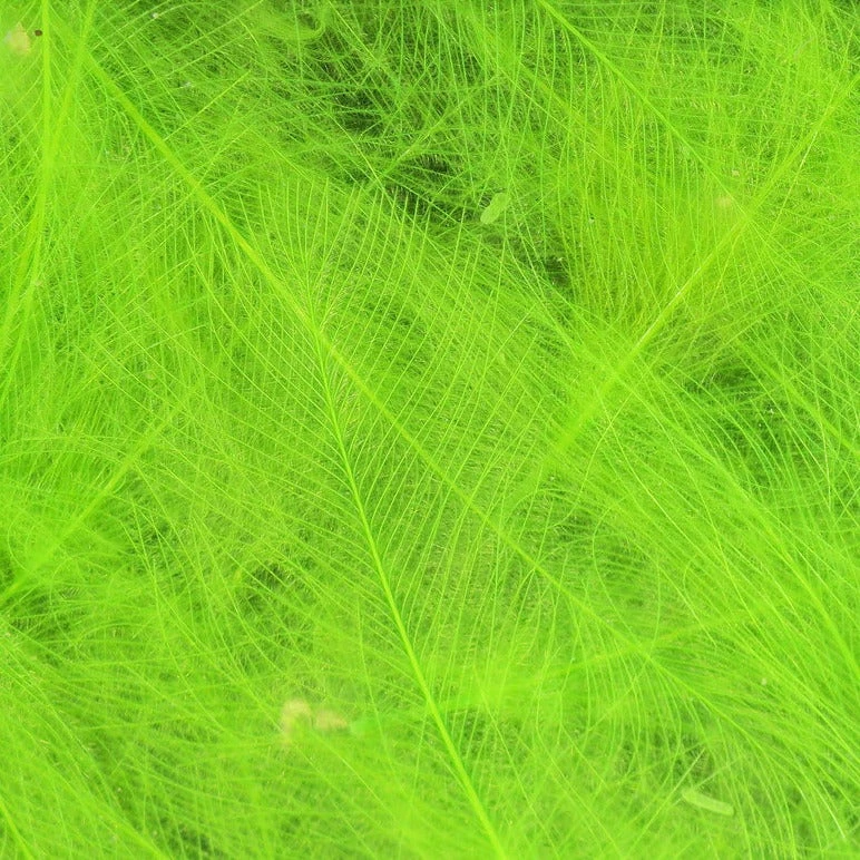 Hareline Cul De Canard Feathers 13 Hareline Cul De Canard Feathers - Image 11