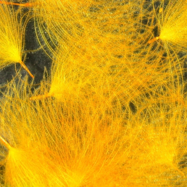 Hareline Cul De Canard Feathers 15 Hareline Cul De Canard Feathers - Image 13