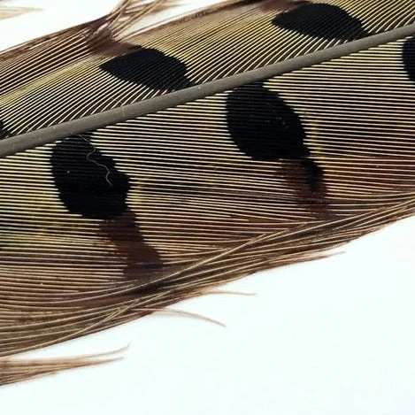 Hareline Ringneck Pheasant Tail Pair 12 Hareline Ringneck Pheasant Tail Pair - Image 10