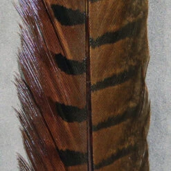 Hareline Ringneck Pheasant Tail Pair 14 Hareline Ringneck Pheasant Tail Pair -JS Fly Fishing rpcp40