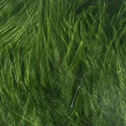 Hareline Woolly Bugger Marabou -JS Fly Fishing wbm95